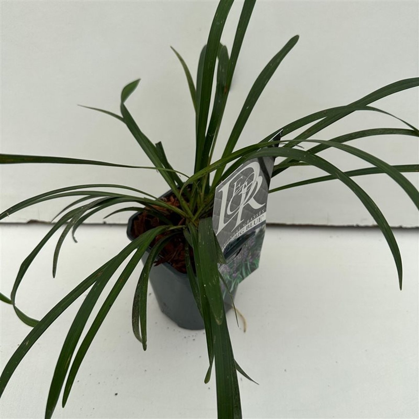 Liriope muscari 'Big Blue' - C1